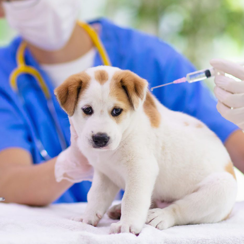 Pet Vaccine Education